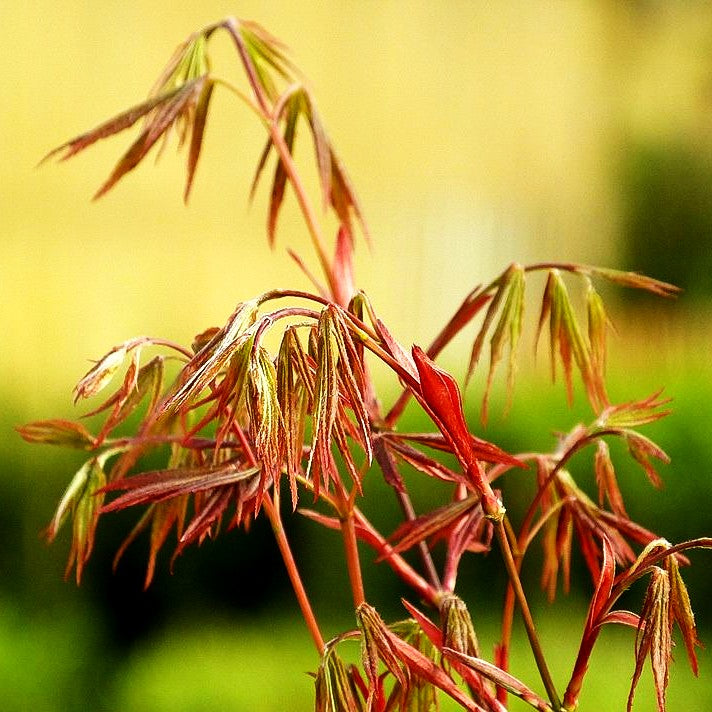 Rotblättriger Fächer-Ahorn 'Atropurpureum' (Acer palmatum)