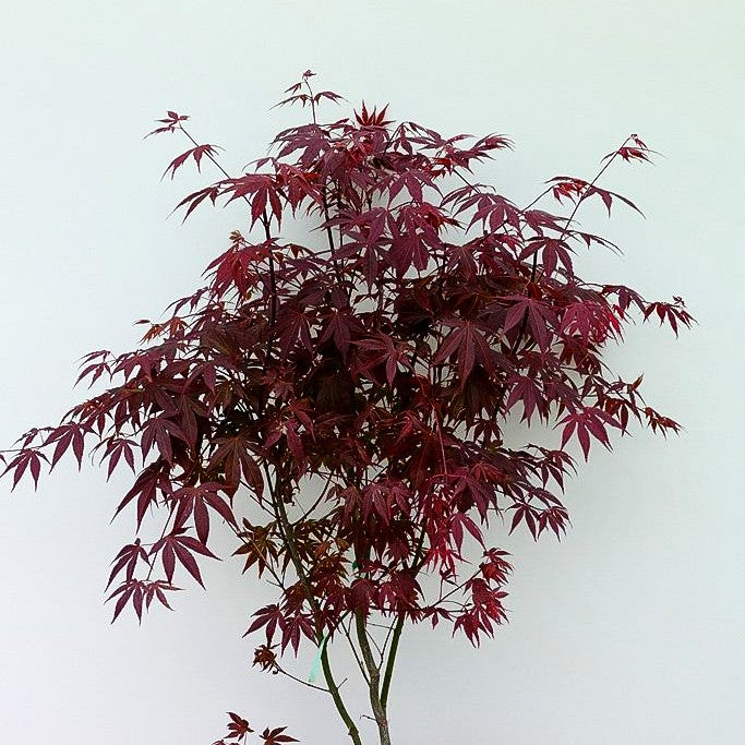 Rotblättriger Fächer-Ahorn 'Atropurpureum' (Acer palmatum)