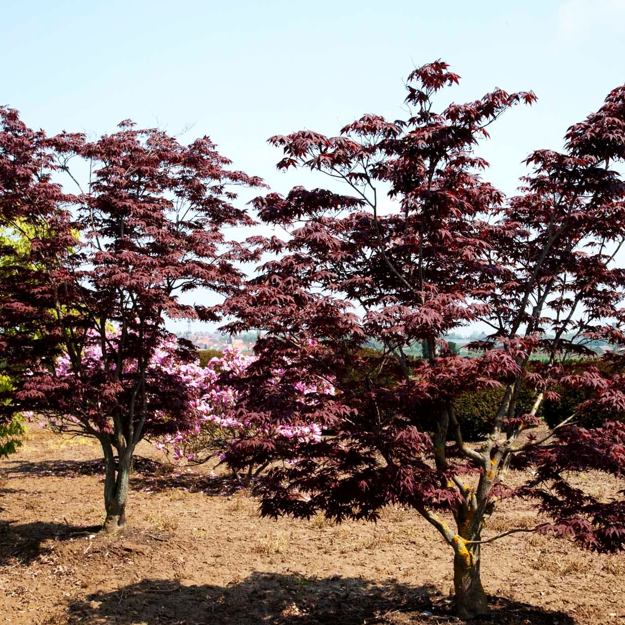 Rotblättriger Fächer-Ahorn 'Atropurpureum' (Acer palmatum)