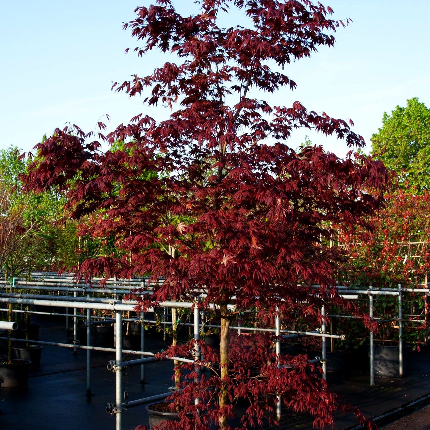 Rotblättriger Fächer-Ahorn 'Fireglow' (Acer palmatum)