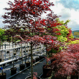 Rotblättriger Fächer-Ahorn 'Red Emperor' (Acer palmatum)