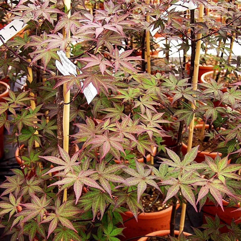 Rotblättriger Fächer-Ahorn 'Red Emperor' (Acer palmatum)