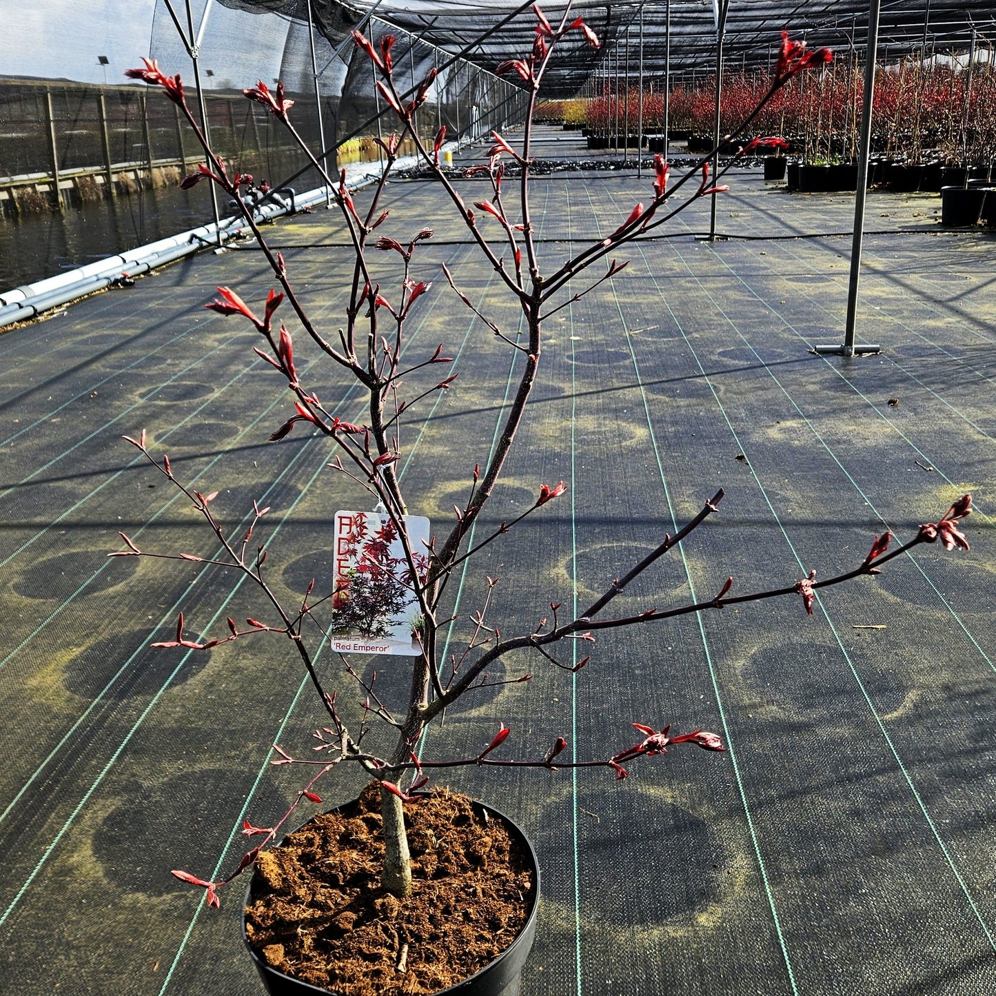 Rotblättriger Fächer-Ahorn 'Red Emperor' (Acer palmatum)