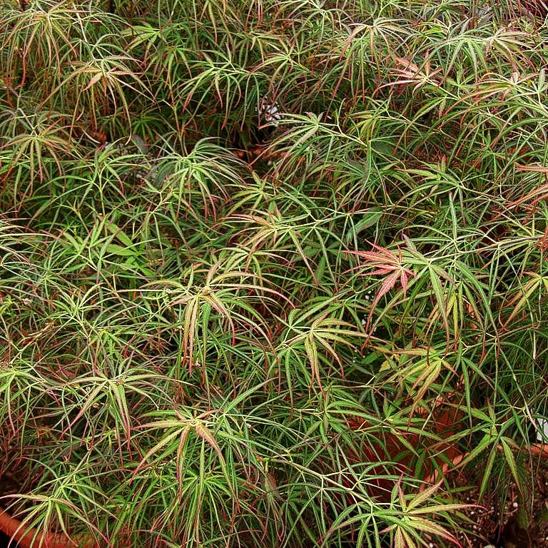 Rotblättriger Fächer-Ahorn 'Red Pygmy' (Acer palmatum)