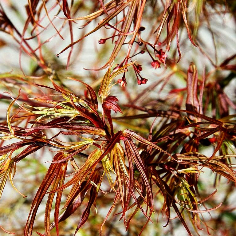 Rotblättriger Fächer-Ahorn 'Red Pygmy' (Acer palmatum)