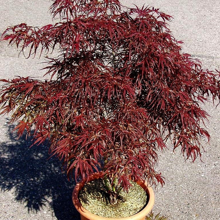 Rotblättriger Fächer-Ahorn 'Red Pygmy' (Acer palmatum)