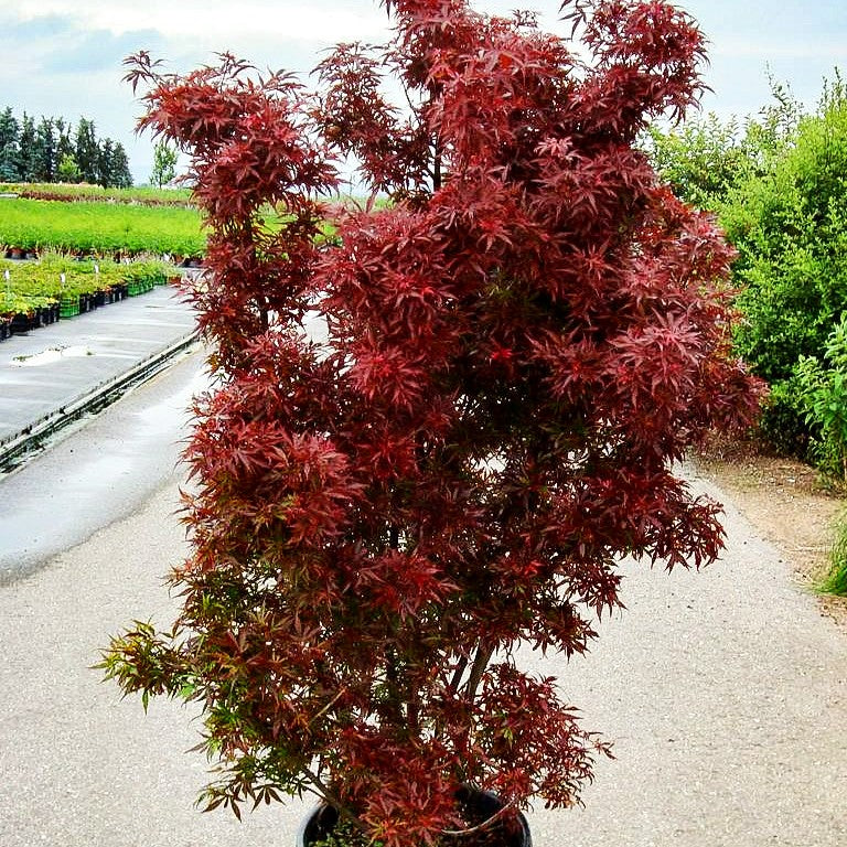 Rotblättriger Fächer-Ahorn 'Skeeter's Broom' (Acer palmatum)