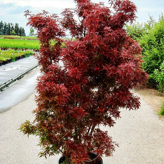 Rotblättriger Fächer-Ahorn 'Skeeter's Broom' (Acer palmatum)