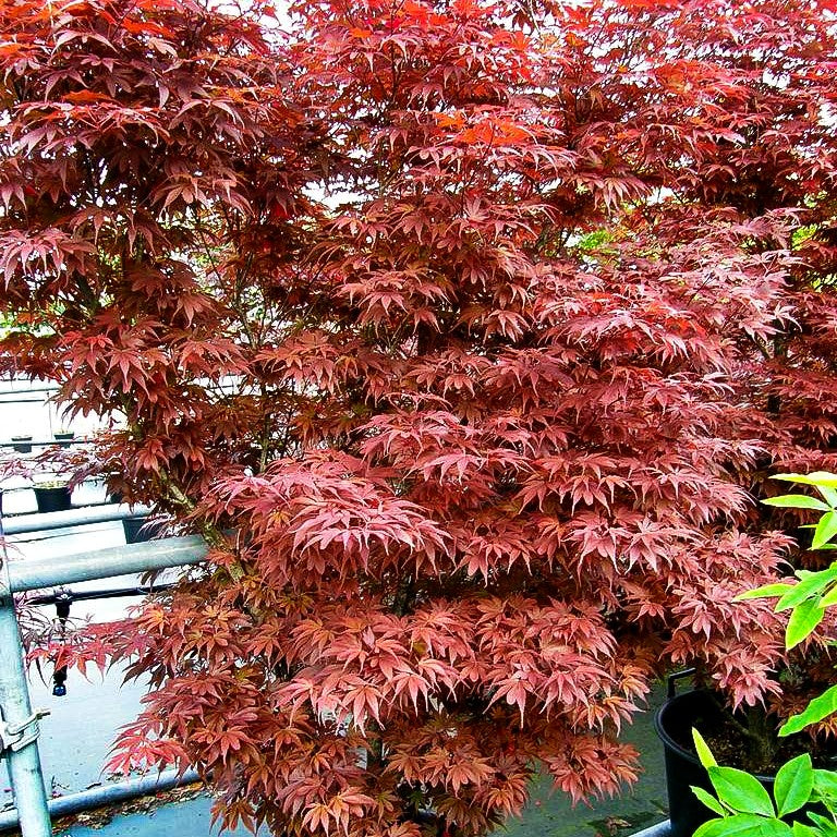 Rotblättriger Fächer-Ahorn 'Skeeter's Broom' (Acer palmatum)