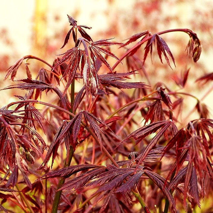 Rotblättriger Fächer-Ahorn 'Trompenburg' (Acer palmatum)