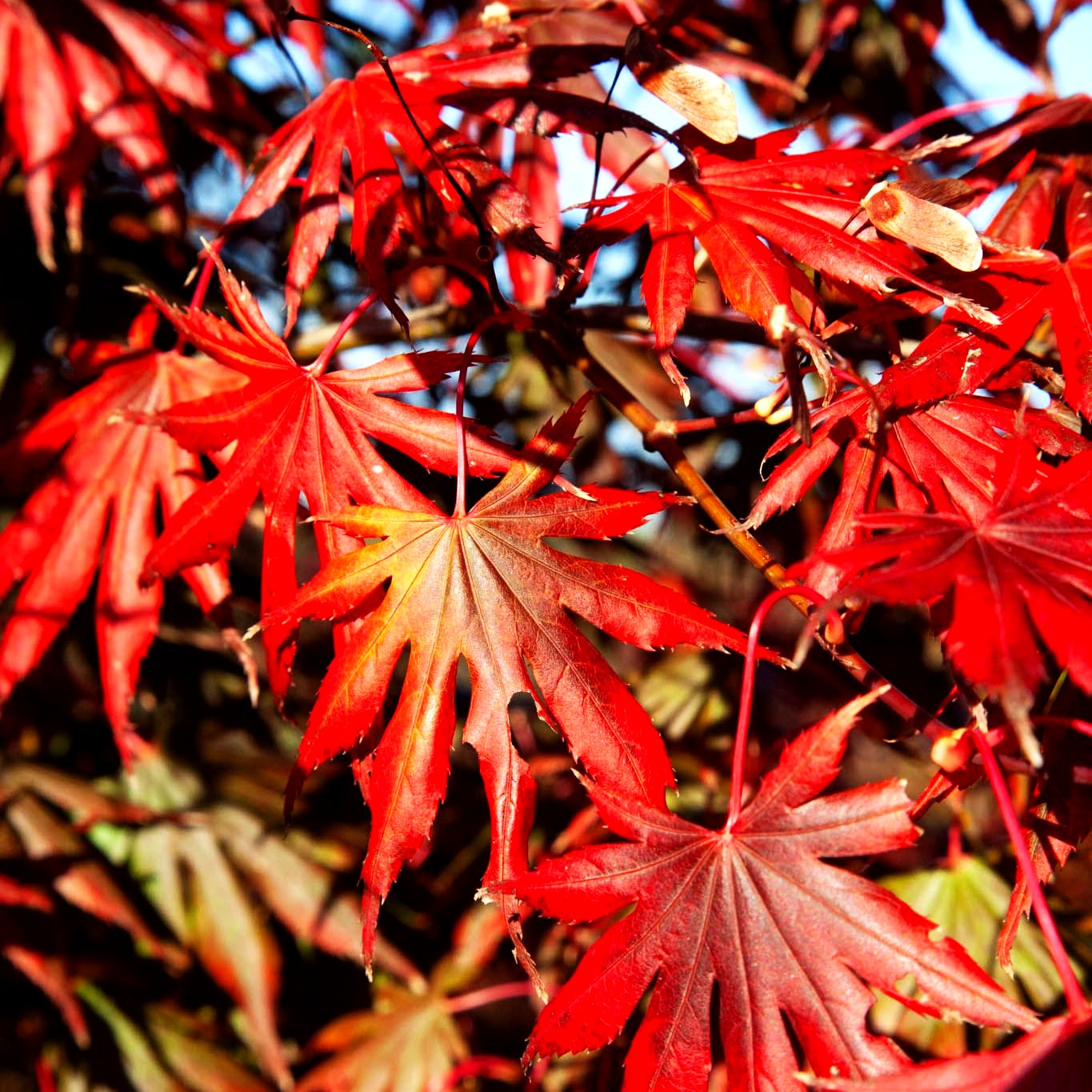 Rotblättriger Fächer-Ahorn 'Trompenburg' (Acer palmatum)