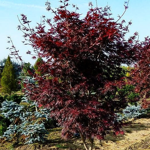 Rotblättriger Fächer-Ahorn 'Trompenburg' (Acer palmatum)