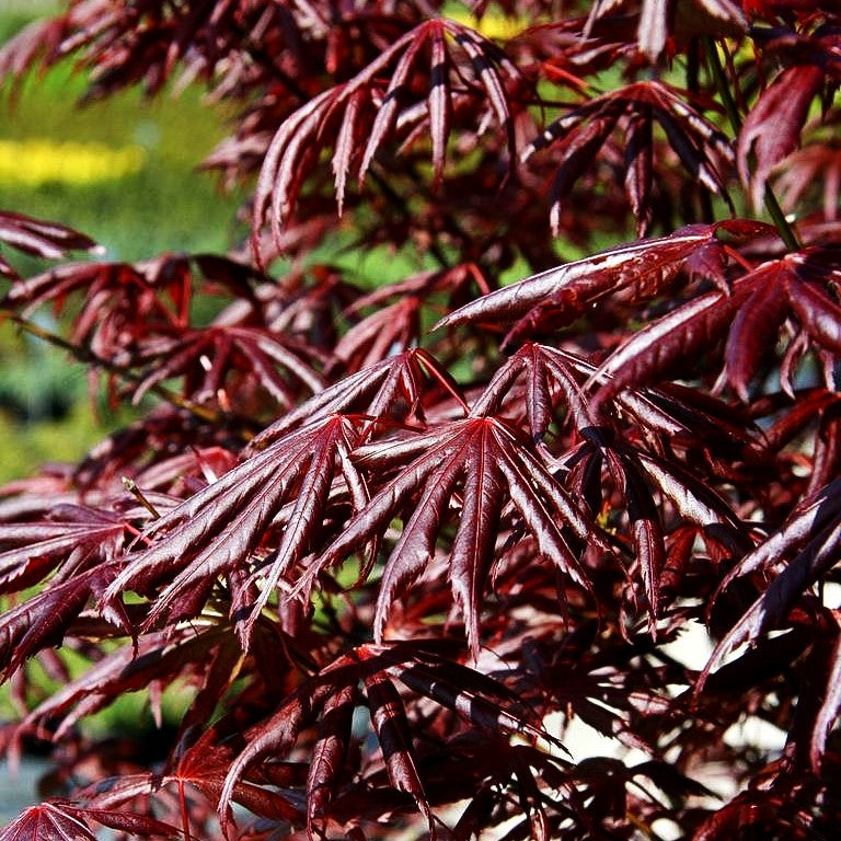 Rotblättriger Fächer-Ahorn 'Trompenburg' (Acer palmatum)