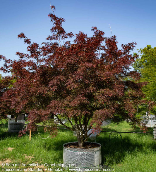 Rotblättriger Fächer-Ahorn 'Villa Taranto' (Acer palmatum)