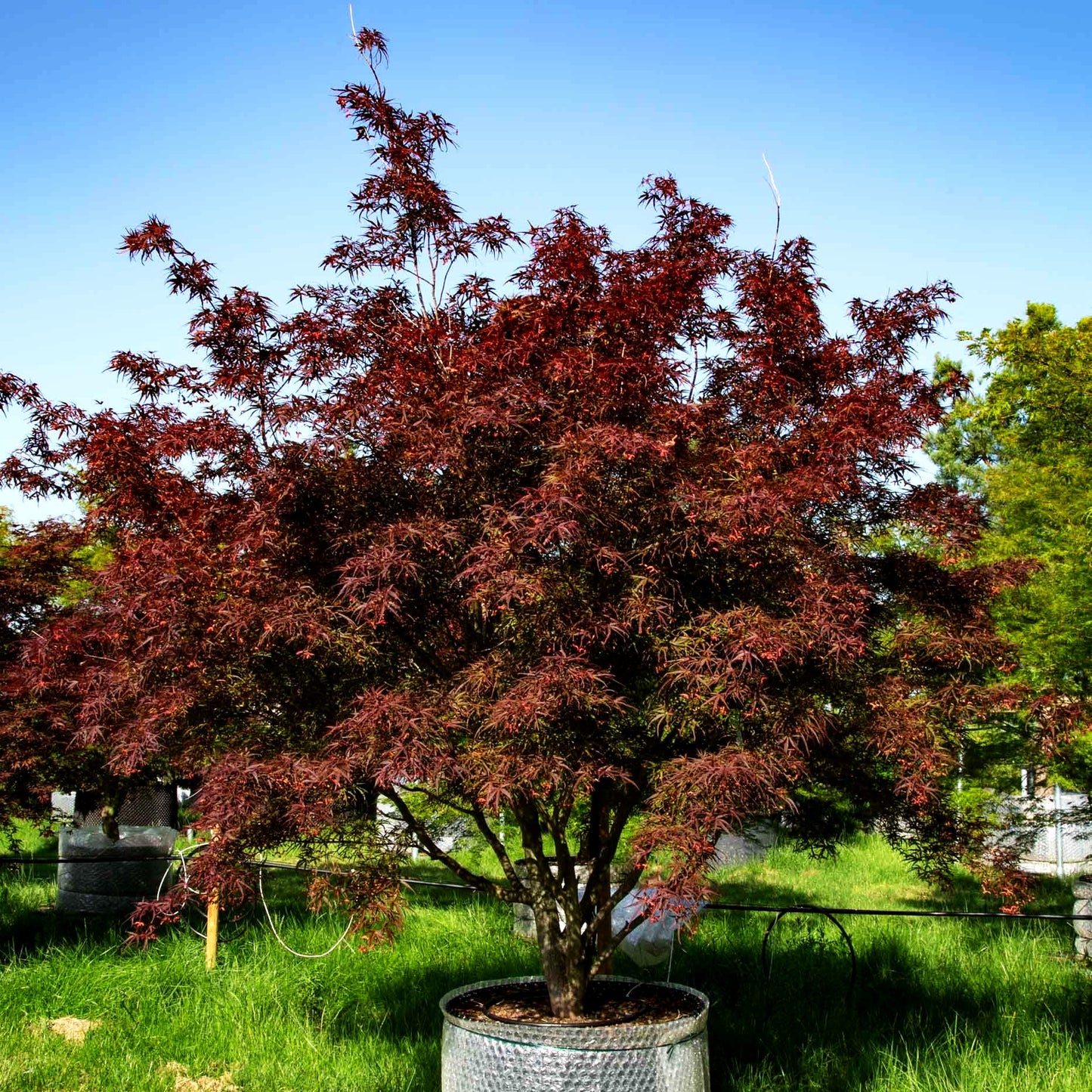 Rotblättriger Fächer-Ahorn 'Villa Taranto' (Acer palmatum)