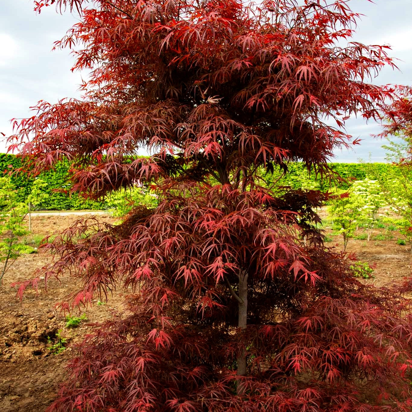 Rotblättriger Fächer-Ahorn 'Villa Taranto' (Acer palmatum)