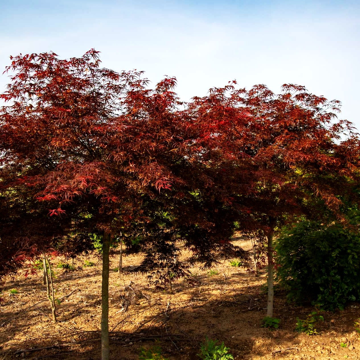 Rotblättriger Fächer-Ahorn 'Villa Taranto' (Acer palmatum)
