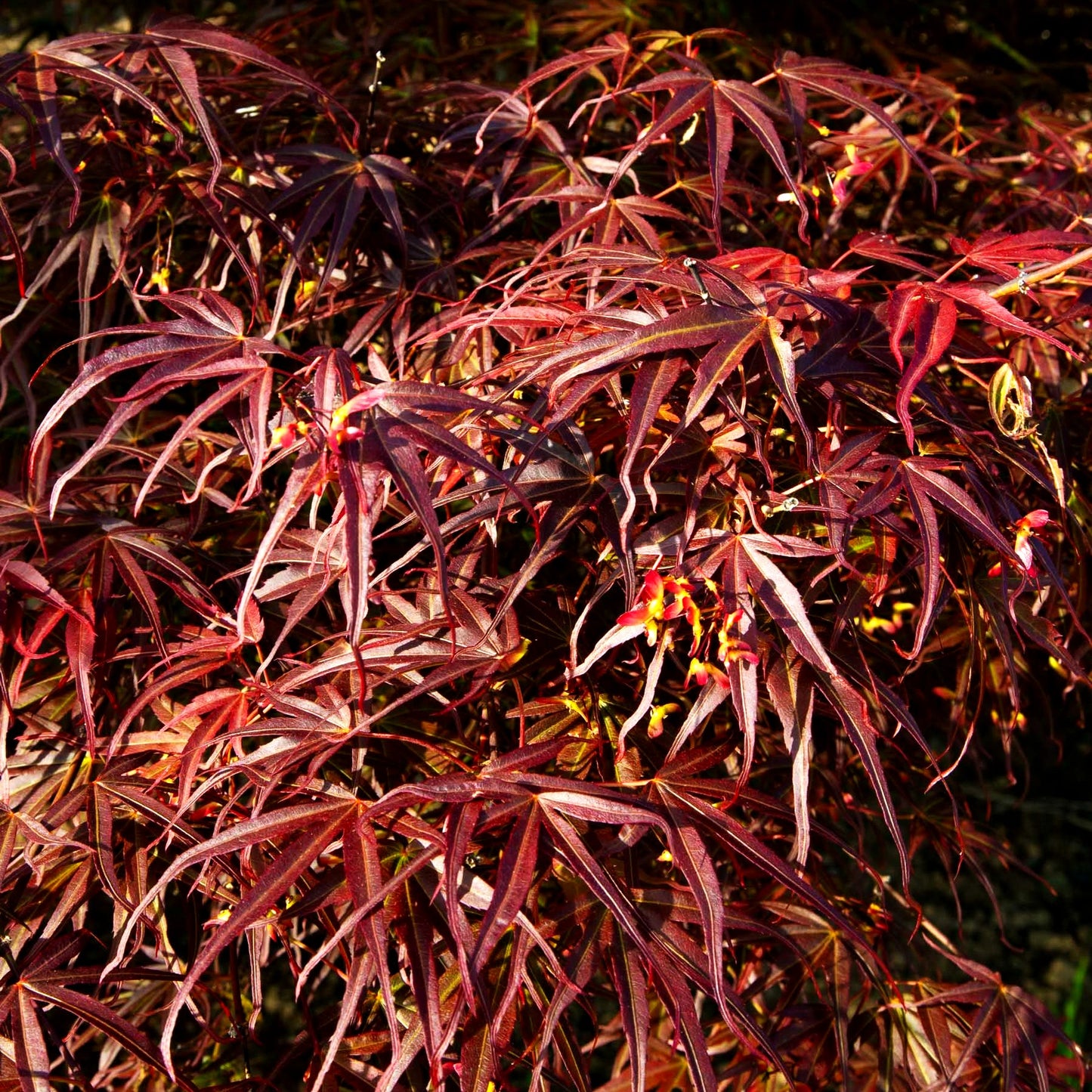 Rotblättriger Fächer-Ahorn 'Villa Taranto' (Acer palmatum)