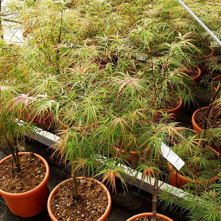 Rotblättriger Fächer-Ahorn 'Villa Taranto' (Acer palmatum)
