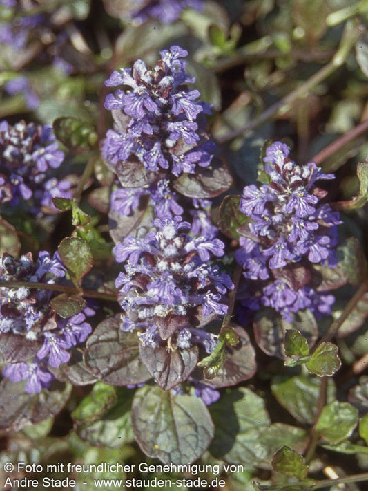 Rotblättriger Günsel 'Atropurpurea' (Ajuga reptans)