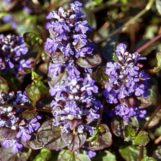 Rotblättriger Günsel 'Atropurpurea' (Ajuga reptans)