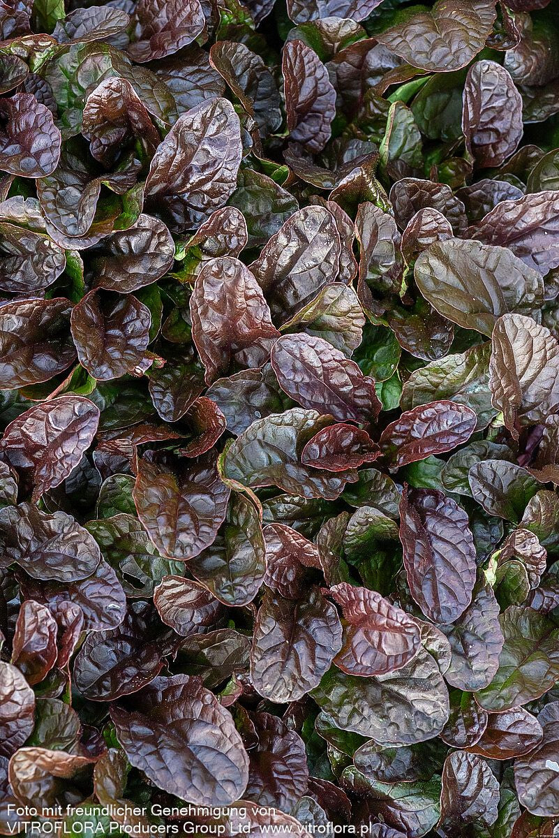 Rotblättriger Günsel 'Atropurpurea' (Ajuga reptans)