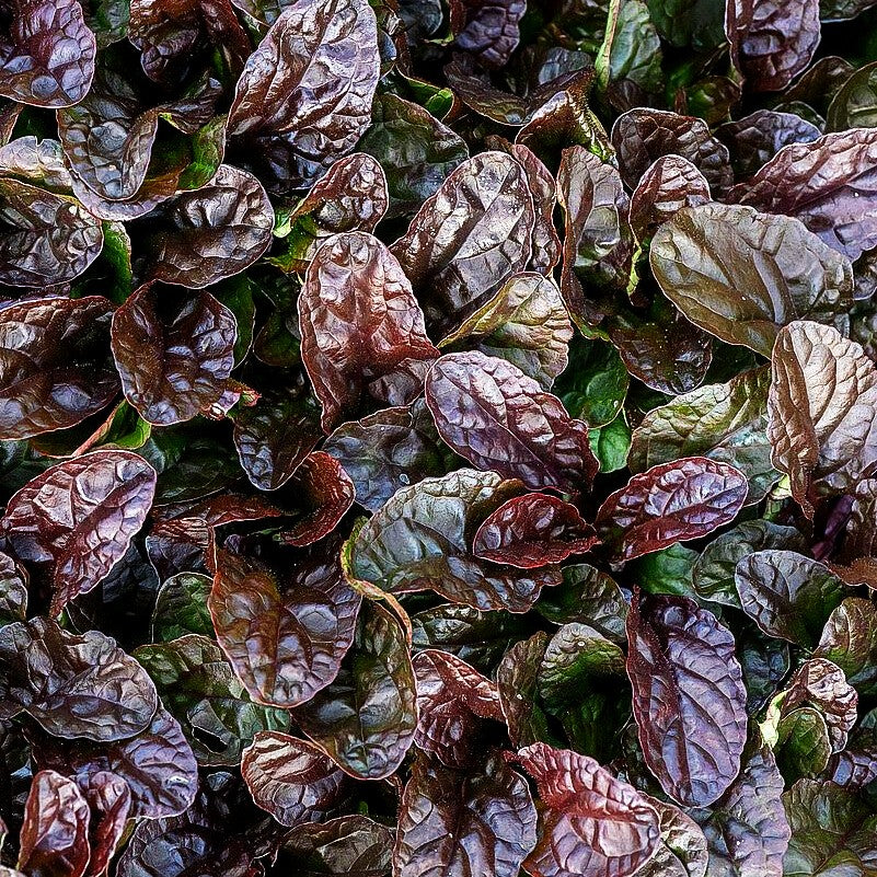 Rotblättriger Günsel 'Atropurpurea' (Ajuga reptans)