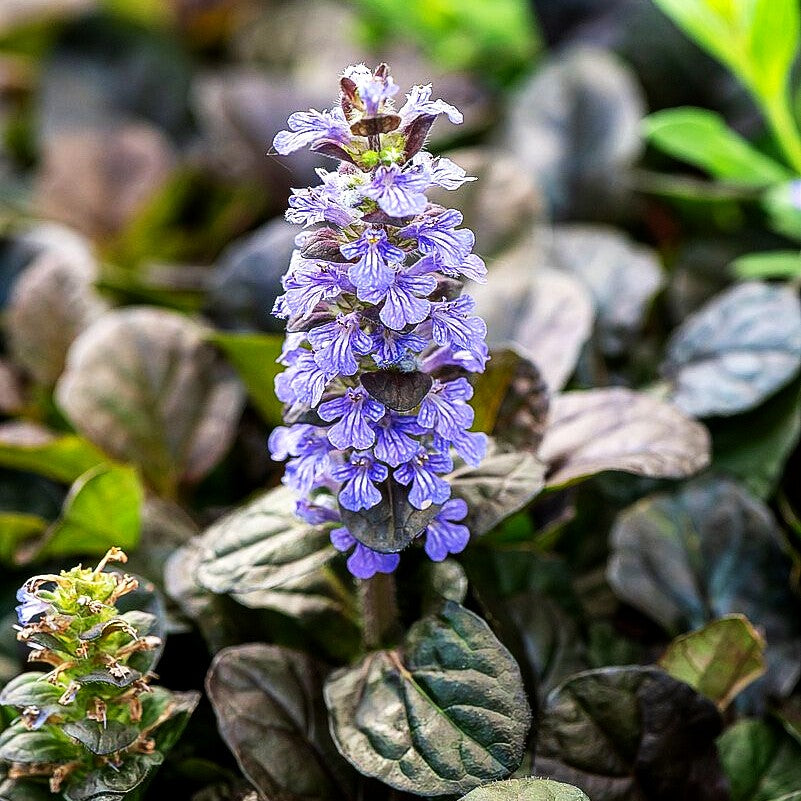 Rotblättriger Günsel 'Atropurpurea' (Ajuga reptans)