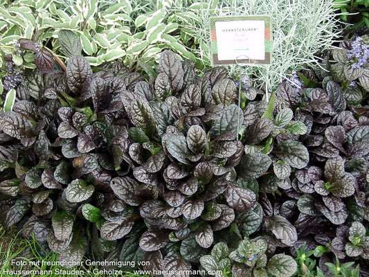 Rotblättriger Günsel 'Elmblut' (Ajuga reptans)