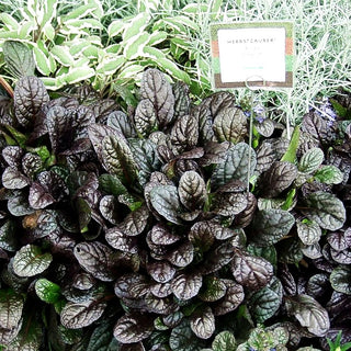Rotblättriger Günsel 'Elmblut' (Ajuga reptans)