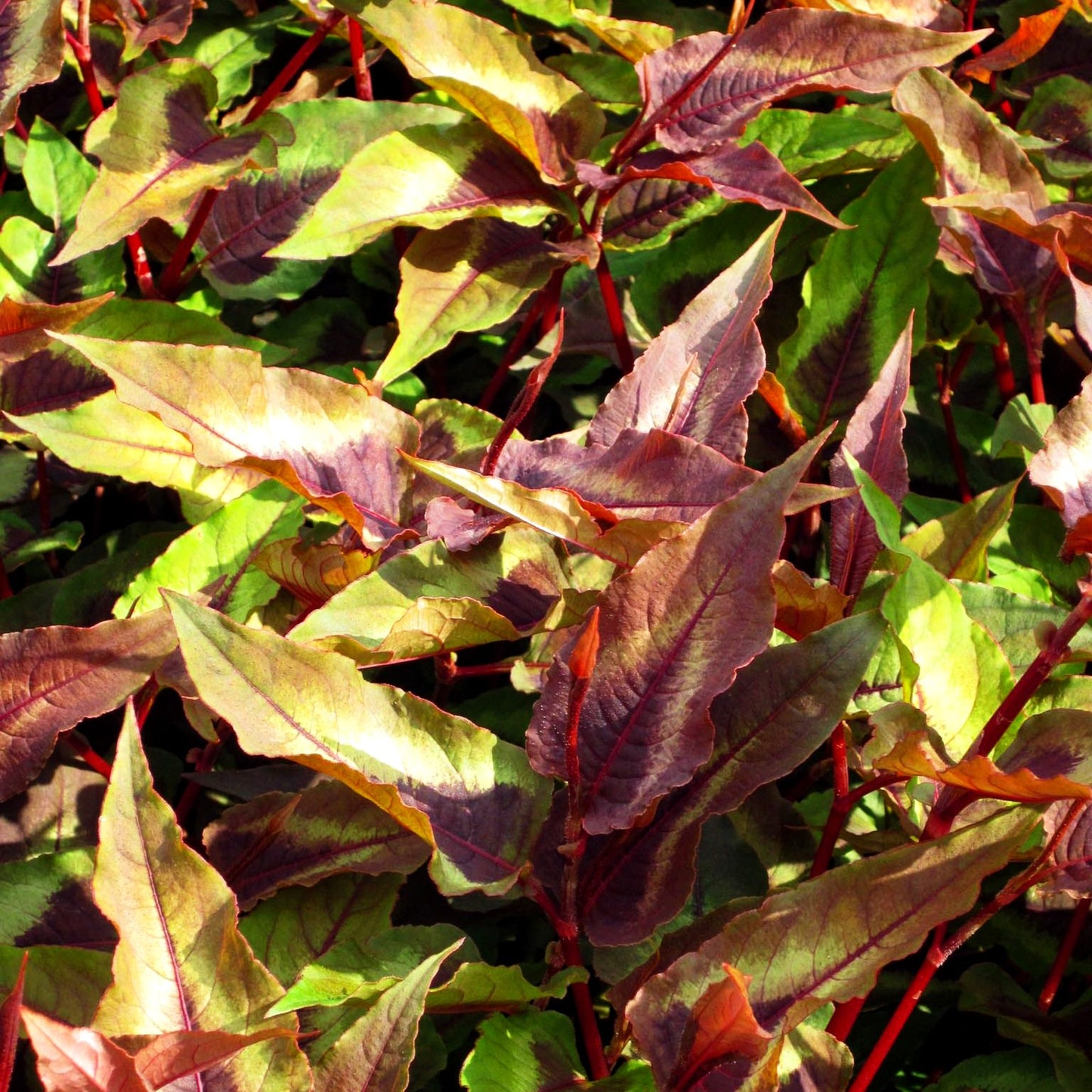 Rotblättriger Knöterich 'Red Dragon' (Persicaria microcephala)