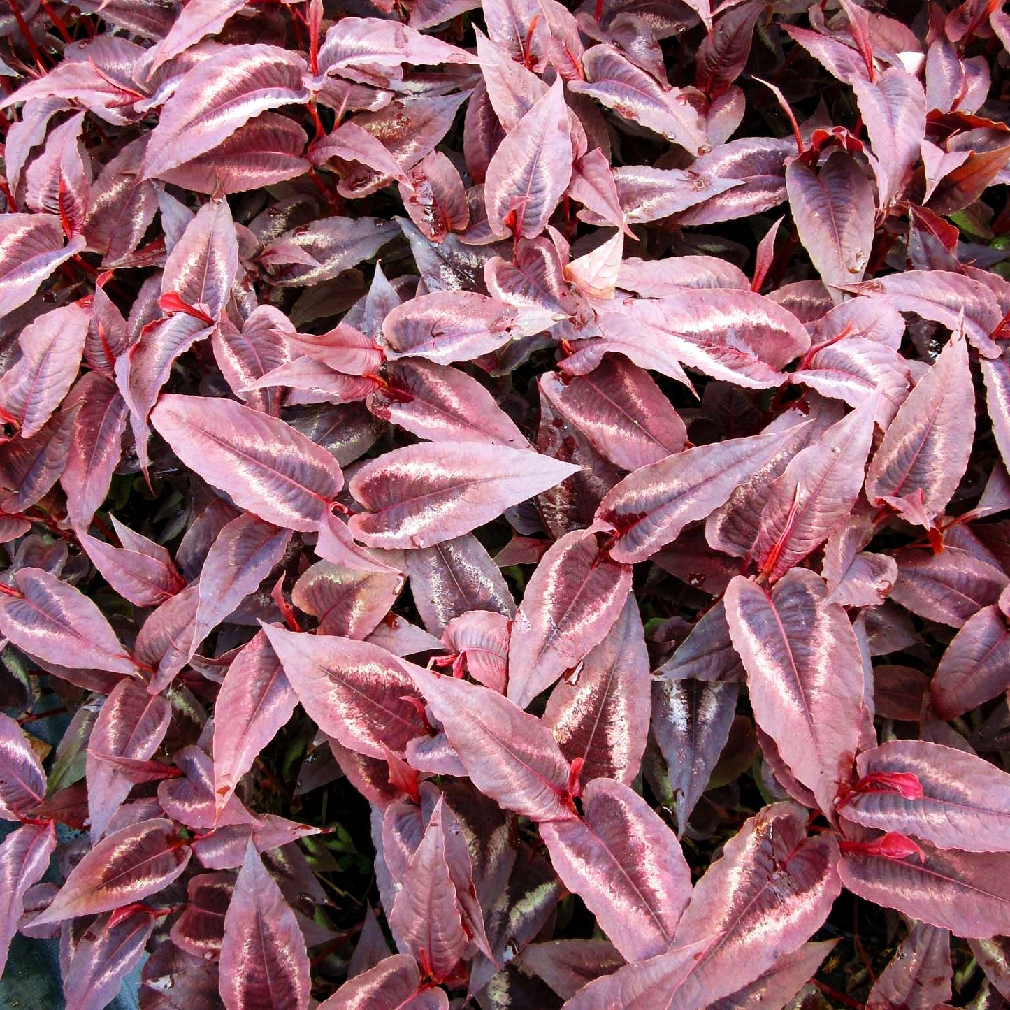 Rotblättriger Knöterich 'Red Dragon' (Persicaria microcephala)