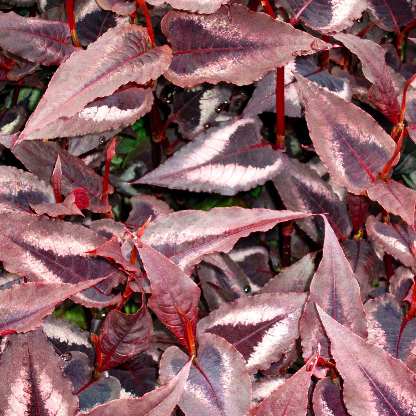 Rotblättriger Knöterich 'Red Dragon' (Persicaria microcephala)