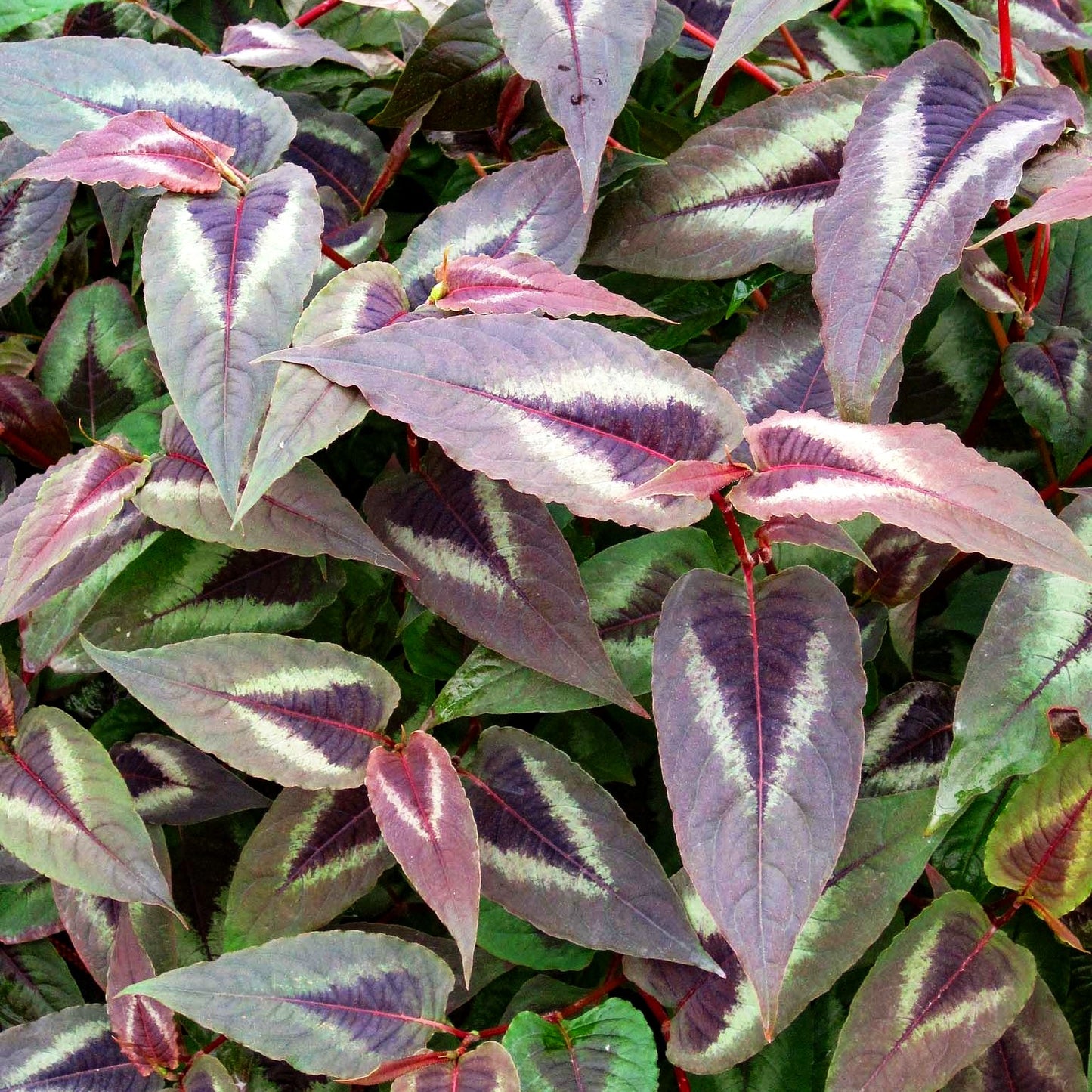 Rotblättriger Knöterich 'Red Dragon' (Persicaria microcephala)