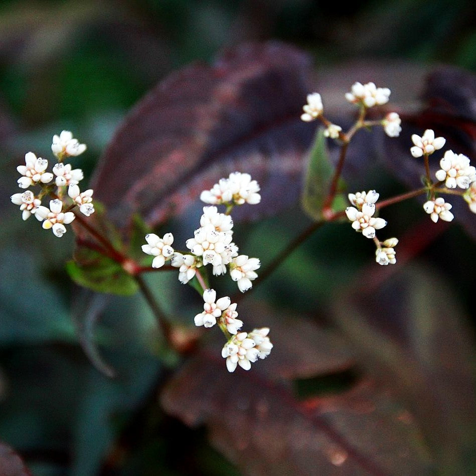 Rotblättriger Knöterich 'Red Dragon' (Persicaria microcephala)