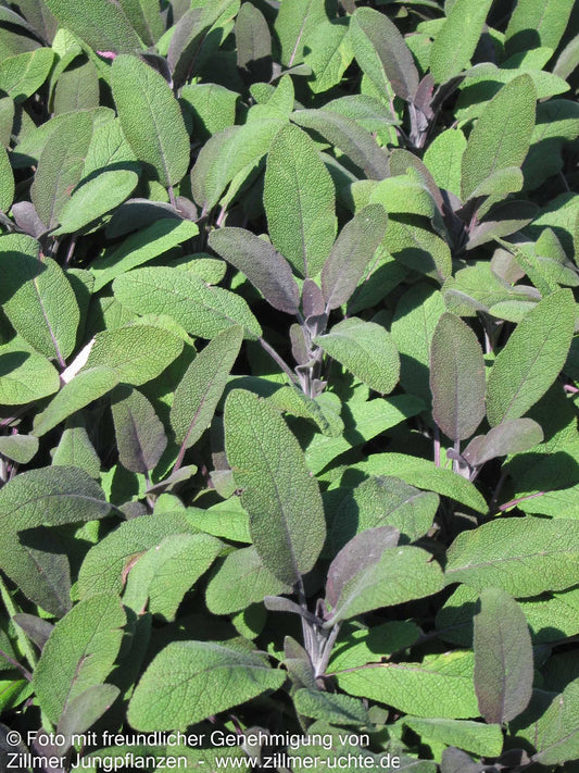Rotblättriger Salbei 'Purpurascens' (Salvia officinalis)