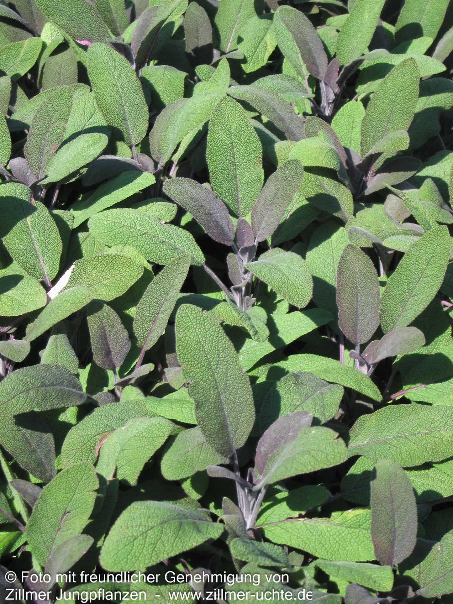Rotblättriger Salbei 'Purpurascens' (Salvia officinalis)