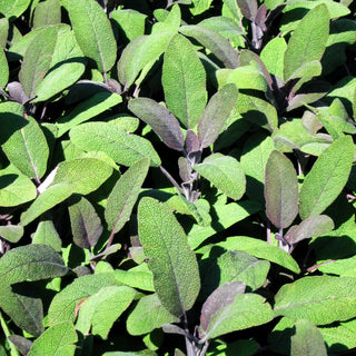 Rotblättriger Salbei 'Purpurascens' (Salvia officinalis)