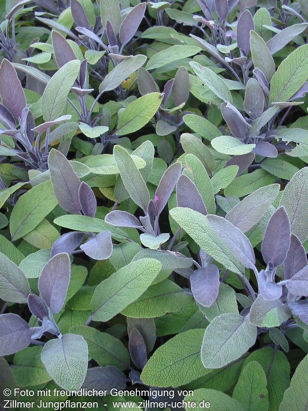 Rotblättriger Salbei 'Purpurascens' (Salvia officinalis)