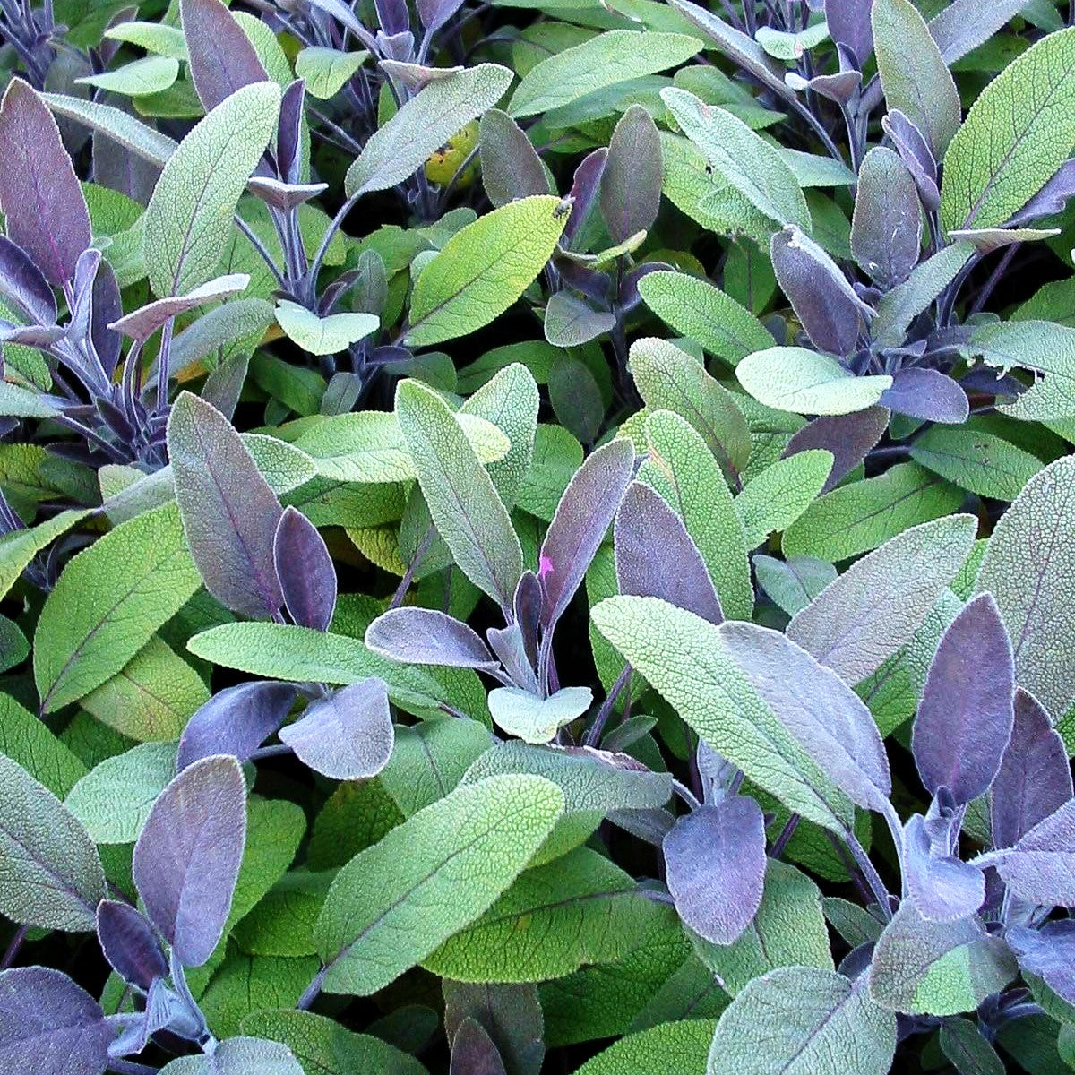 Rotblättriger Salbei 'Purpurascens' (Salvia officinalis)