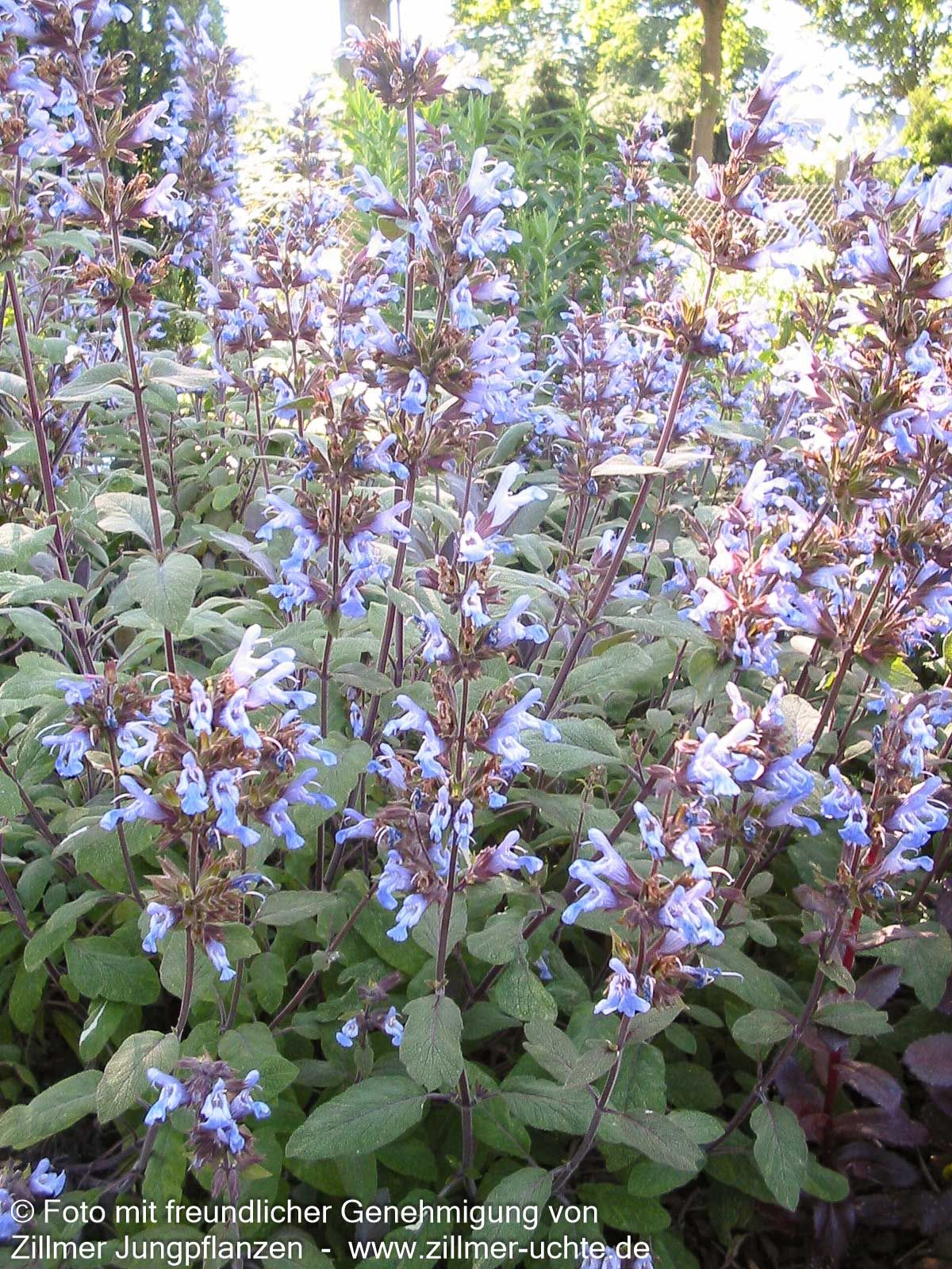 Rotblättriger Salbei 'Purpurascens' (Salvia officinalis)