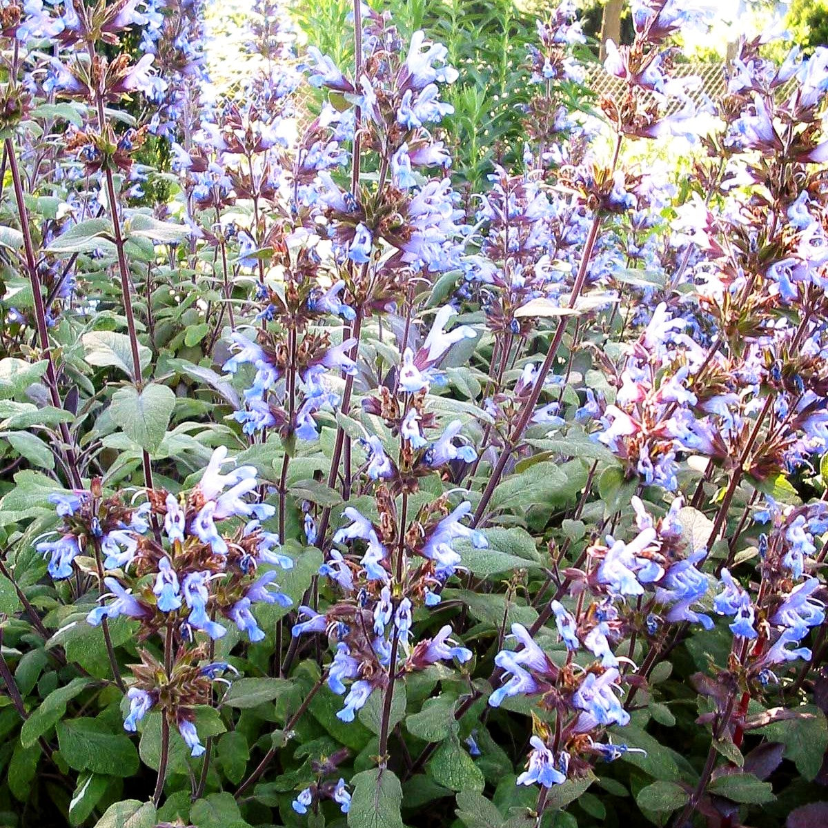 Rotblättriger Salbei 'Purpurascens' (Salvia officinalis)