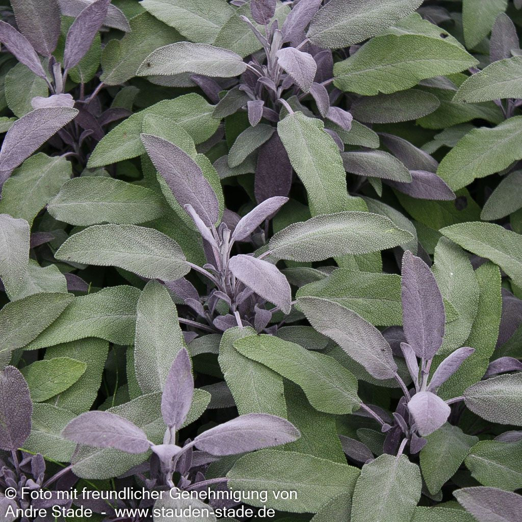 Rotblättriger Salbei 'Purpurascens' (Salvia officinalis)