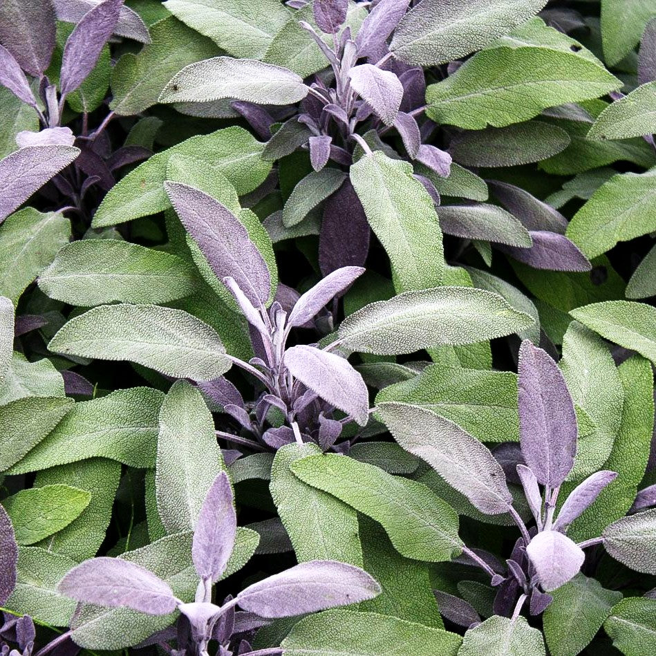 Rotblättriger Salbei 'Purpurascens' (Salvia officinalis)