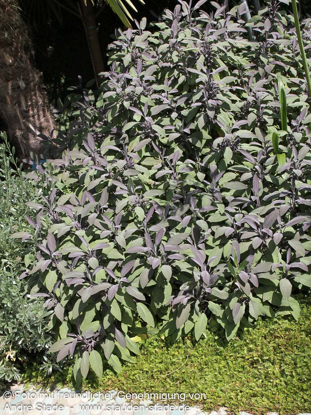 Rotblättriger Salbei 'Purpurascens' (Salvia officinalis)