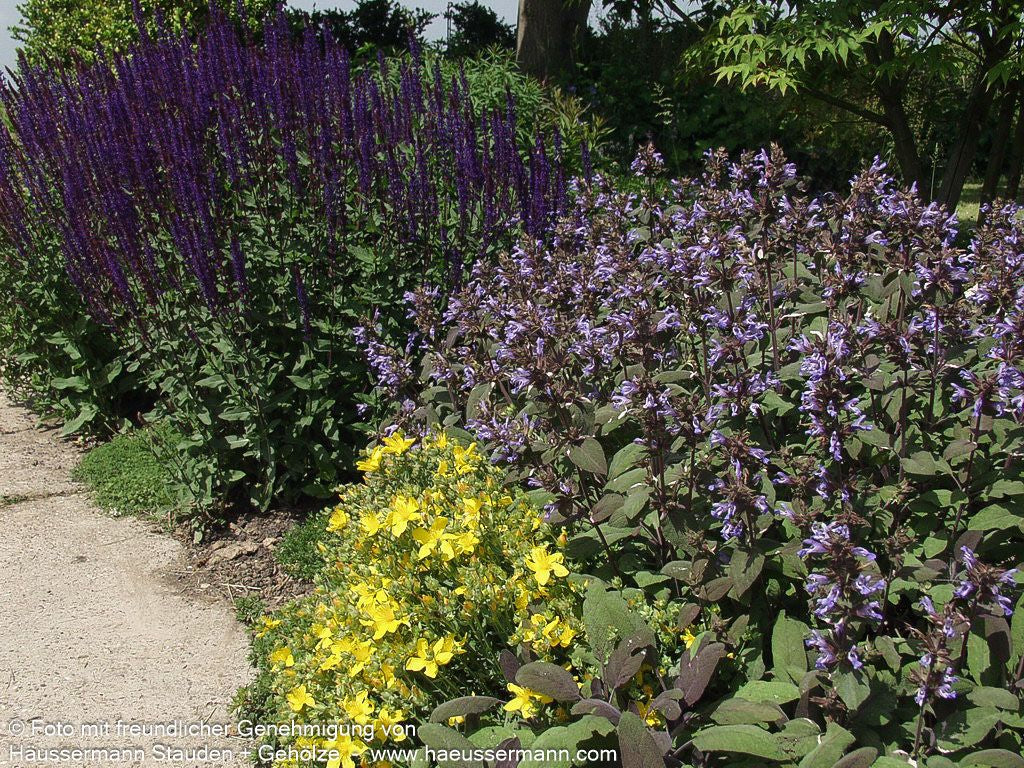 Rotblättriger Salbei 'Purpurascens' (Salvia officinalis)