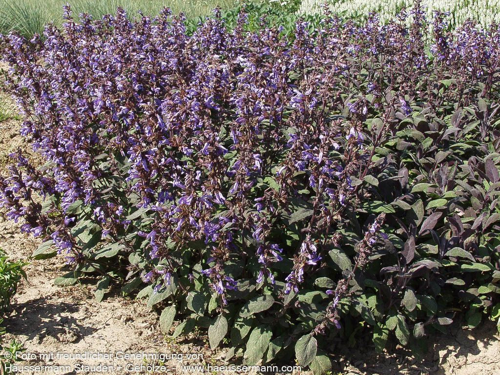Rotblättriger Salbei 'Purpurascens' (Salvia officinalis)