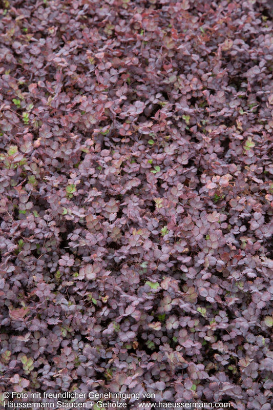 Rotblättriges Stachelnüsschen 'Purpurea' (Acaena inermis)