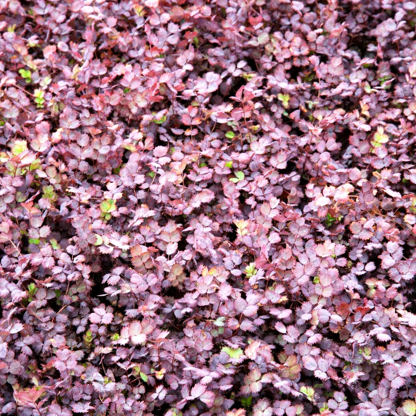 Rotblättriges Stachelnüsschen 'Purpurea' (Acaena inermis)