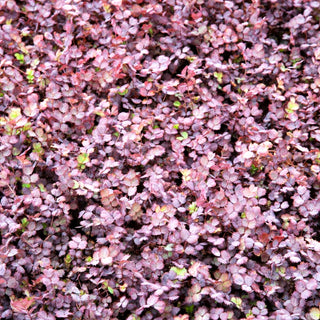 Rotblättriges Stachelnüsschen 'Purpurea' (Acaena inermis)